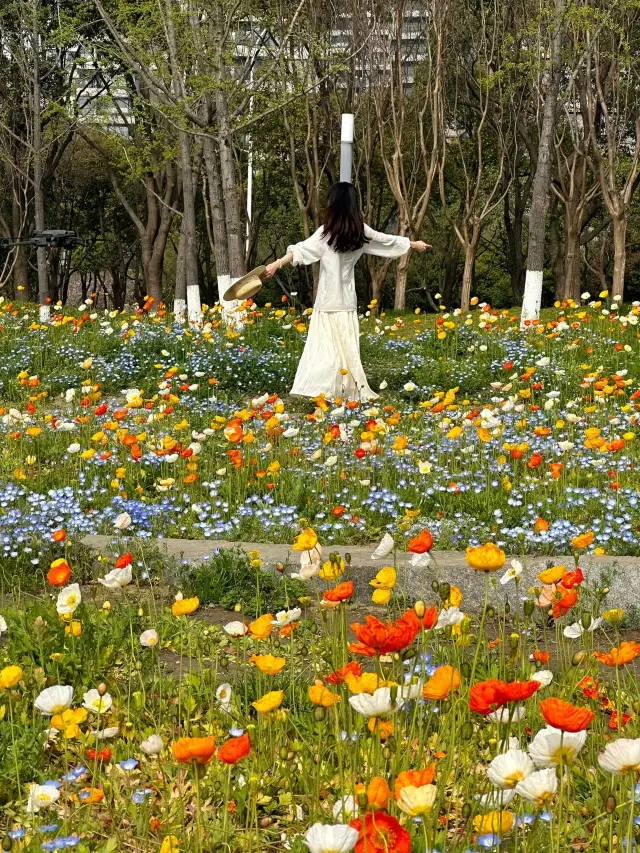 【Dushu Lake Park Poppy Flower Sea】—— A Monet garden-like romantic scenery