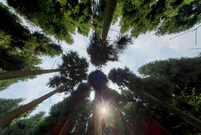 成都｜四月千萬別來中壩森林公園不然你會…