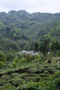 躲進茶山裡 大口吸氧