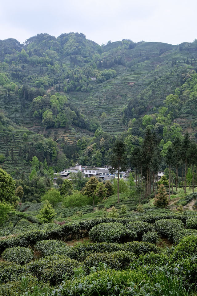 躲進茶山裡 大口吸氧