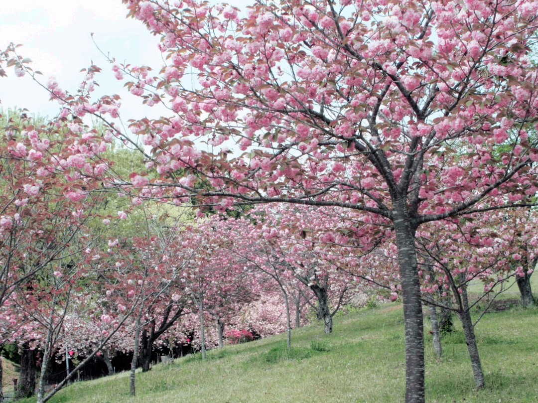Thousands of Beautiful Sakura Trees