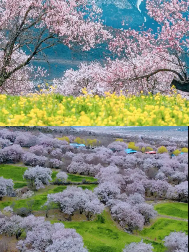 I thought the peach blossoms in Linzhi were beautiful until I visited the ones in Bomi