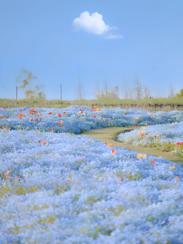 上海寶藏公園喜林草花海木繡球盛花期