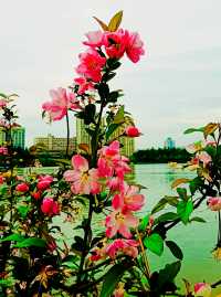 不負春光，到黃興公園春天玩點花的