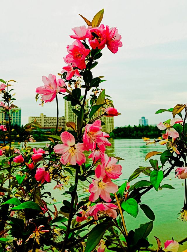 不負春光，到黃興公園春天玩點花的