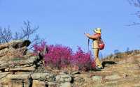 興安杜鵑第一枝：扎蘭屯今年的花季來得更早一些