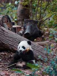 成都旅遊攻略丨總有一站要為大熊貓停留！