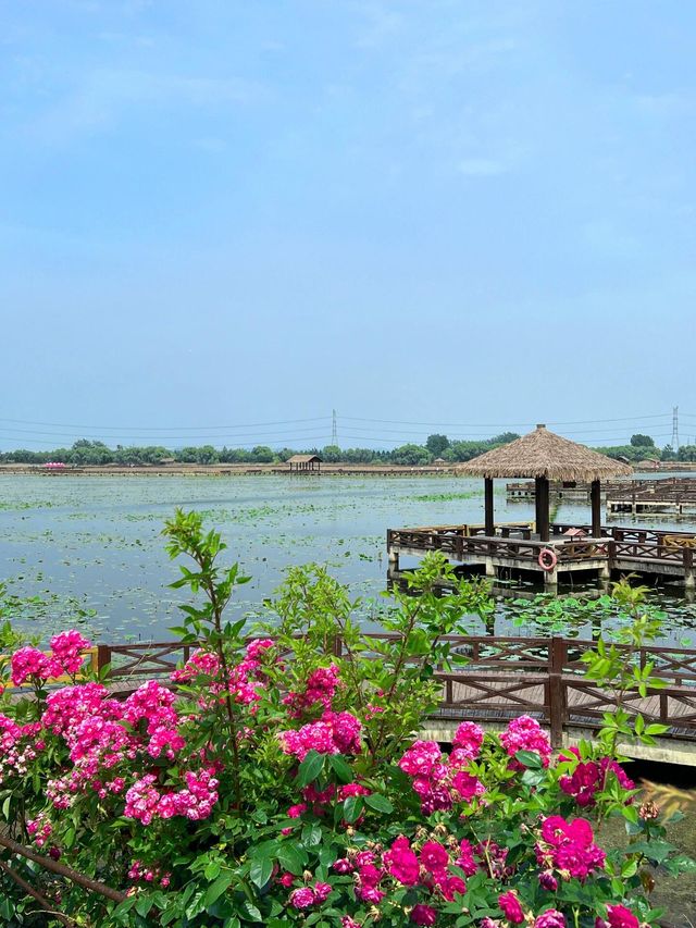 焦岗湖