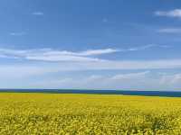 青甘大環線包車7日遊。