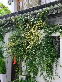 蘇州4月賞花｜四月平江路頂流，木香花開了