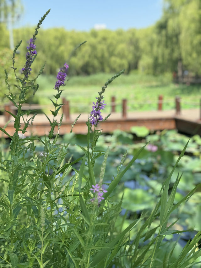 濟南森林公園