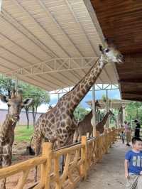 廣西遛娃打卡勝地 · 平南雄森動物大世界