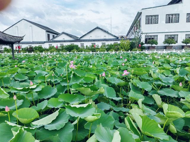 荷花：夏日裡的絕對主角