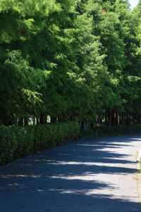 夏日森系秘境，來顧村公園“森呼吸”