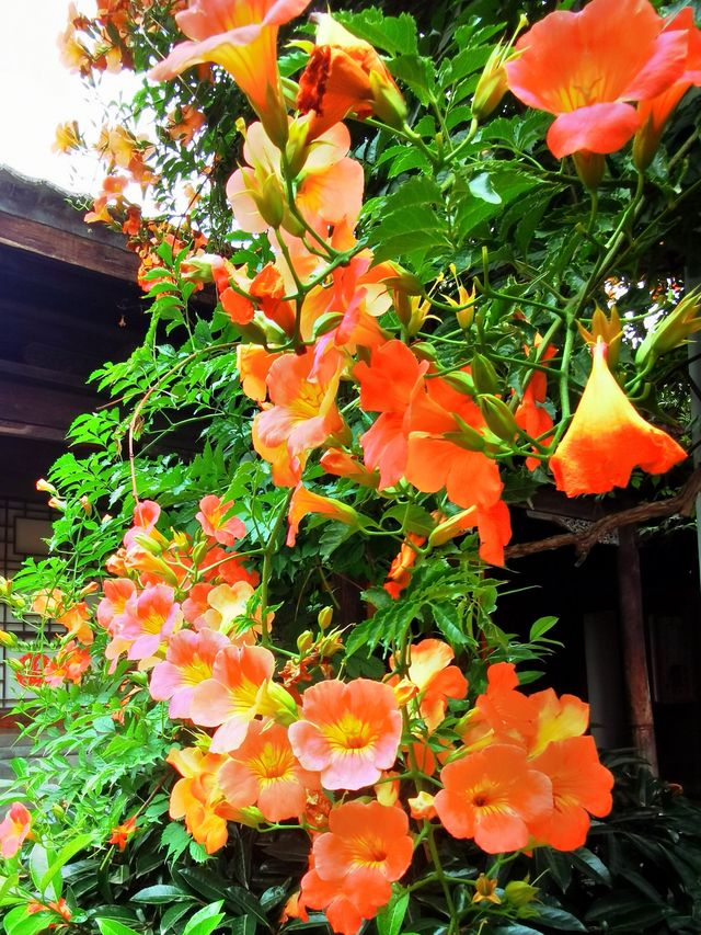 天水胡氏民居百年凌霄花