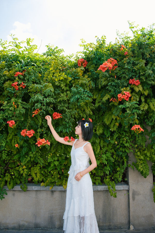 西山Z美的凌霄花原來在這面花牆