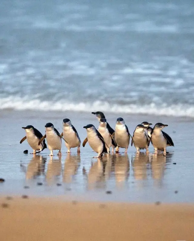 A Must-Read Guide to Phillip Island Before Departure