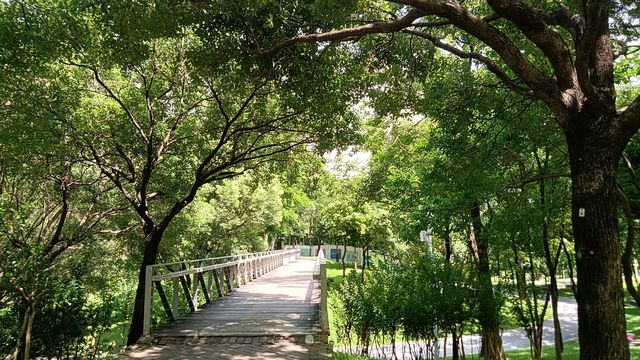 深圳向日葵公園·青綠&清幽。
