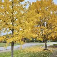 Autumn Beauty Lives in leaves