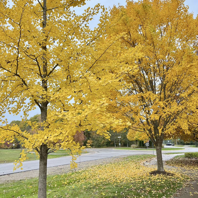 Autumn Beauty Lives in leaves