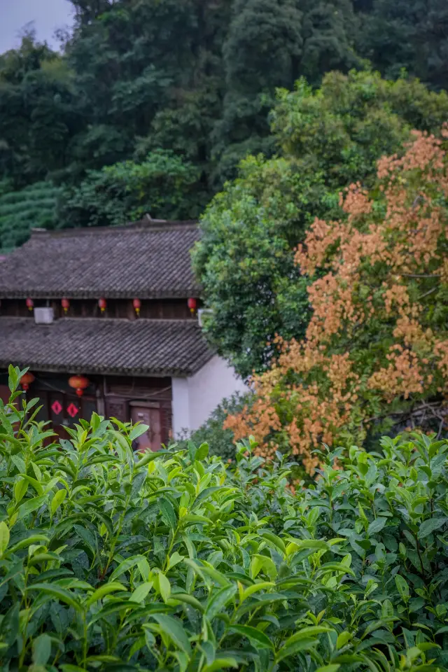 雖然不是採茶季節，但龍井仍是杭州品茶的好去處。
