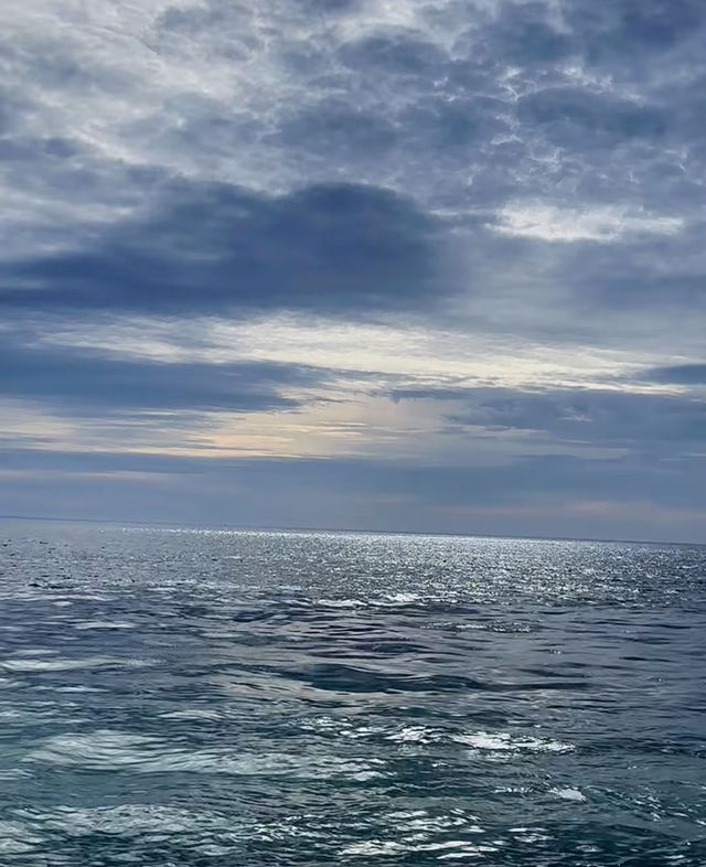 美國波士頓｜出海觀鯨。