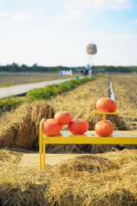 不敢相信上海也有喜洲版麥田就在李窯村。