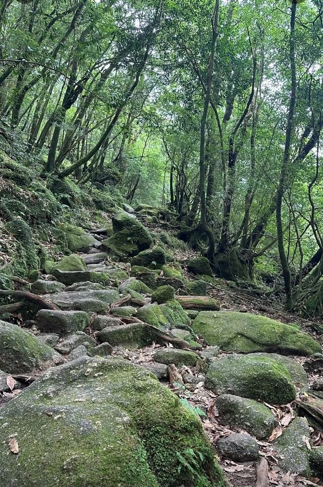 行山秘笈—日本屋久島等你來。