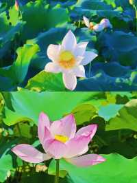 邂逅撫州廣昌蓮花盛宴。