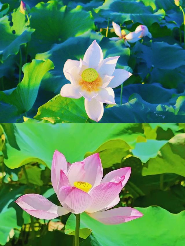 邂逅撫州廣昌蓮花盛宴。