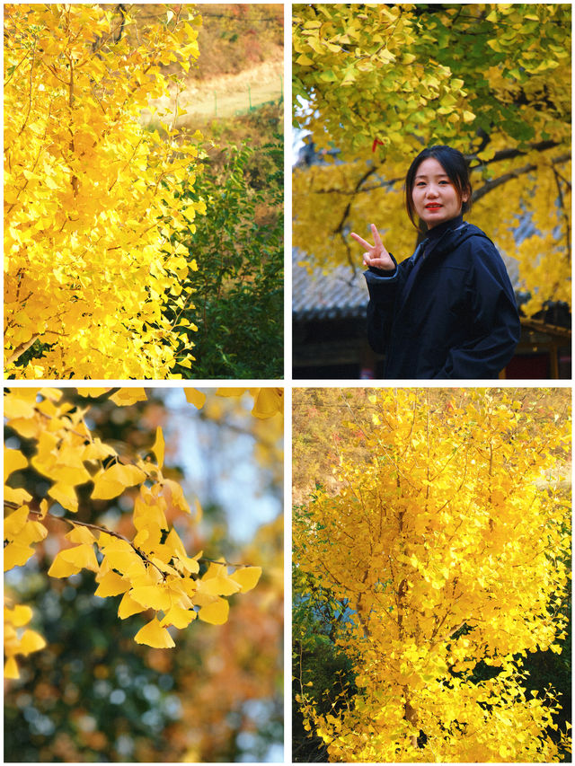 成都一日遊，雲頂山賞銀杏遊玩攻略。