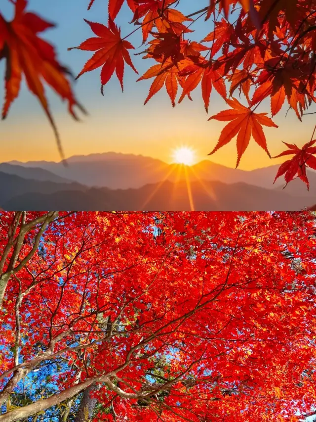 廬山賞楓專線向你駛來！季節限定！