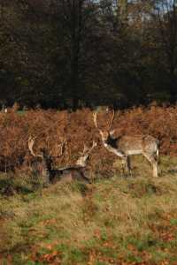 倫敦周邊遊 Bushy Park 有鹿精靈。