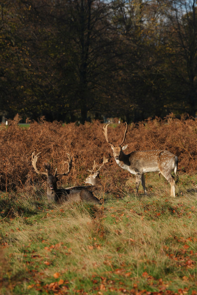 倫敦周邊遊 Bushy Park 有鹿精靈。