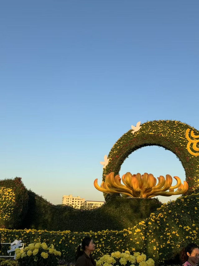 2024中山小欖菊花展：秋日里的絢爛盛宴