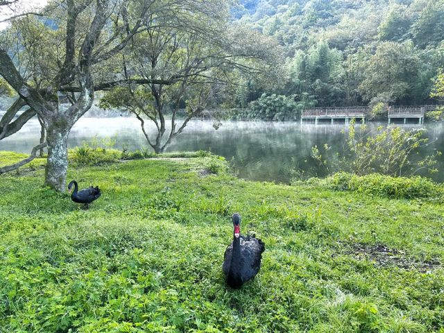 陽壩梅園溝 | 藏在隴南的人間仙境