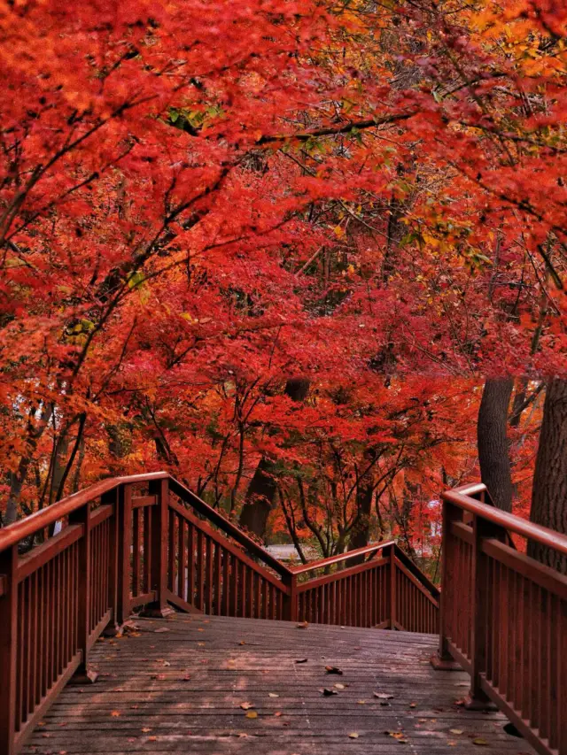 The maple leaves on Qixia Mountain in December are already red