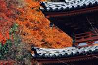宇治|三室戶寺