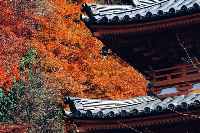 宇治|三室戶寺