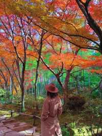 京都紅葉季最不能錯過的地方—常寂光寺
