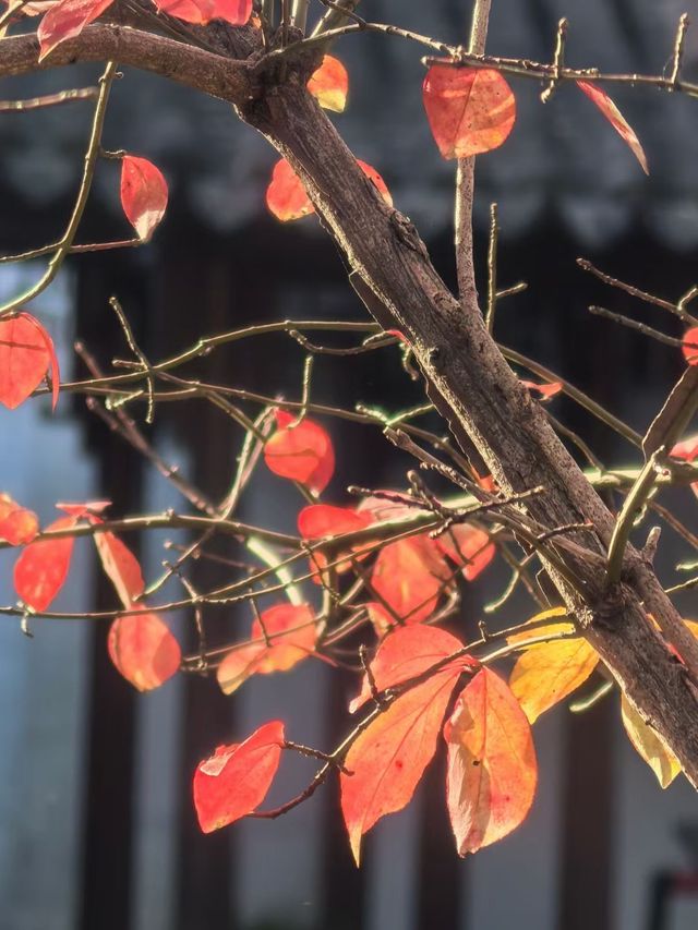 12月15日實拍秋霞圃進入最佳觀賞期