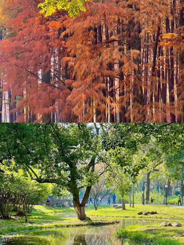 武漢現狀⋯⋯這座公園已經美出 next level