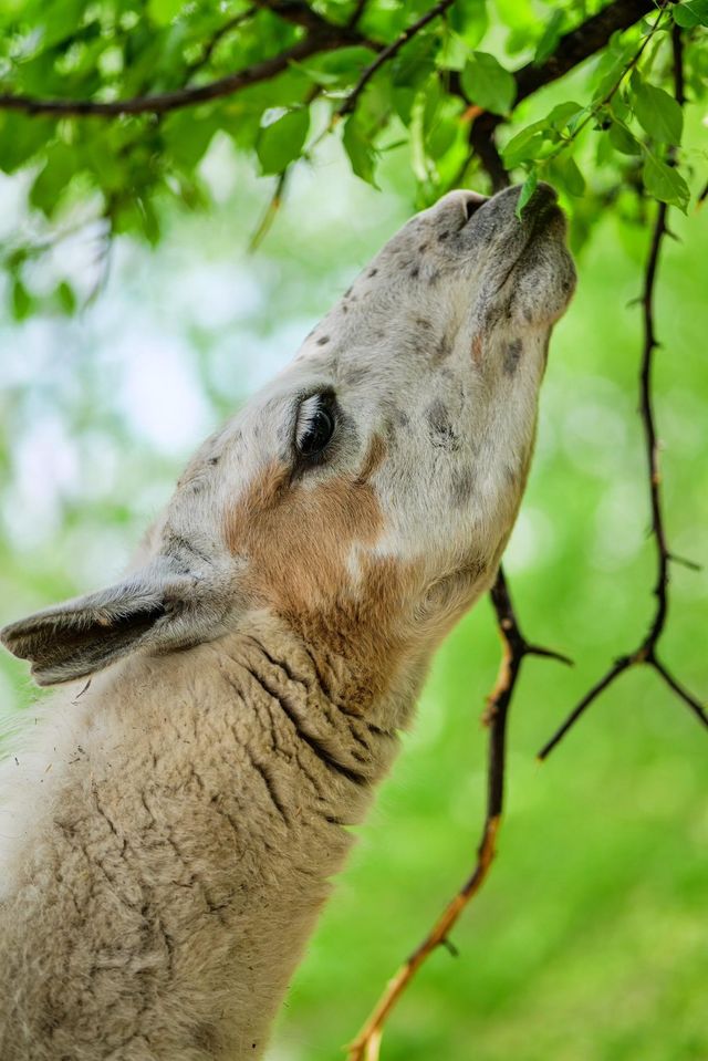 遼陽動物園：歡樂的動物家園