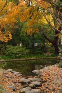 上海市中心竟然藏着這一片「四季」美景