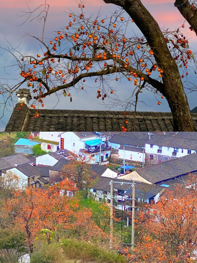 滿山都是紅柿子的600年古村，該他火了！