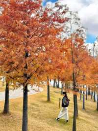 別去擠大夫山了…這裡一片落羽杉大面積紅了！