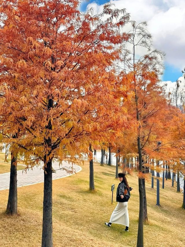 別去擠大夫山了…這裡一片落羽杉大面積紅了！