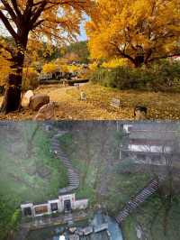 千萬不要去古泉小鎮,真的不想走