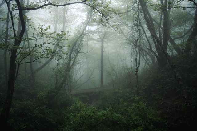 "黃山霧景攻略：揭開雲霧背後的神秘面紗"