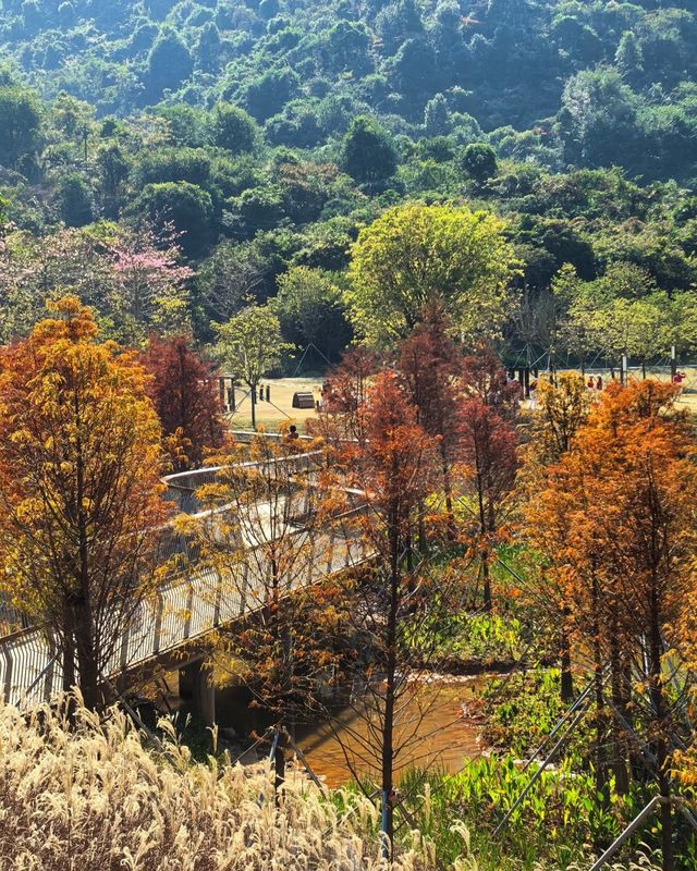 頭陂公園，自然與歡樂的完美融合